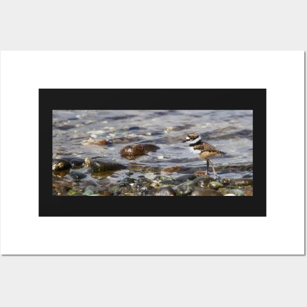 Baby Killdeer on a Stroll Wall Art by SHWILDLIFE